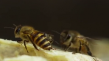 Um mundo sem abelhas