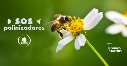 SOS Polinizadores - Celebramos hoje o Dia Mundial das Abelhas!