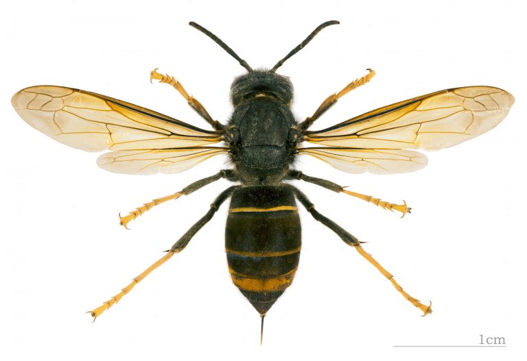 A vespa-asiática (Vespa velutina)
