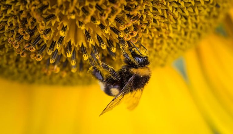 A importância das abelhas